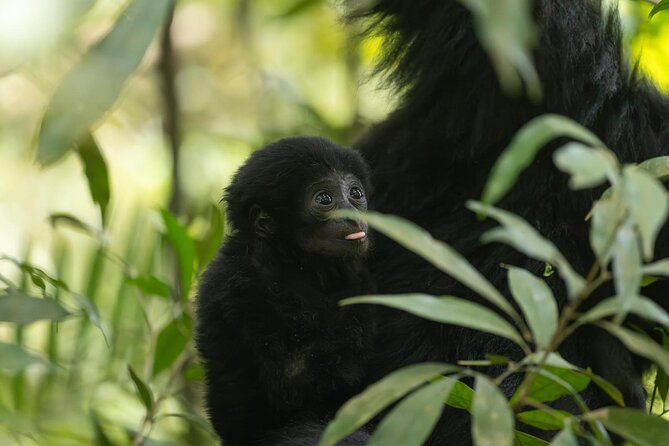 1 Day Ethical Jungle Trek in Bukit Lawang at Sumatra - Fruit, coffee, and lunch in the forest