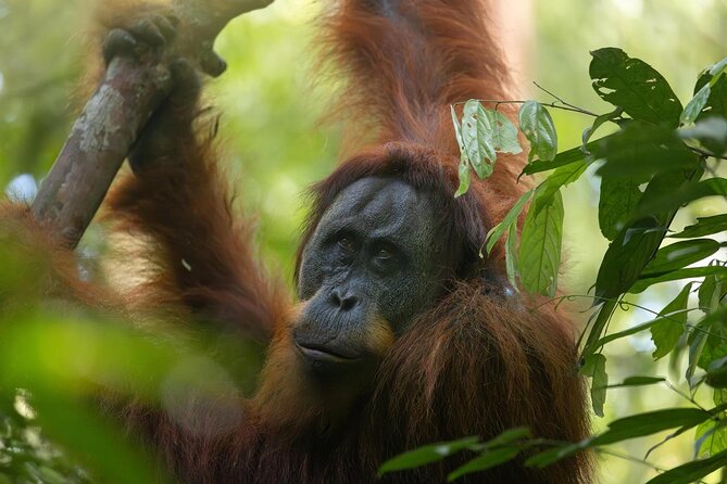 1 Day Ethical Jungle Trek in Bukit Lawang at Sumatra - The afternoon route and jungle taxi