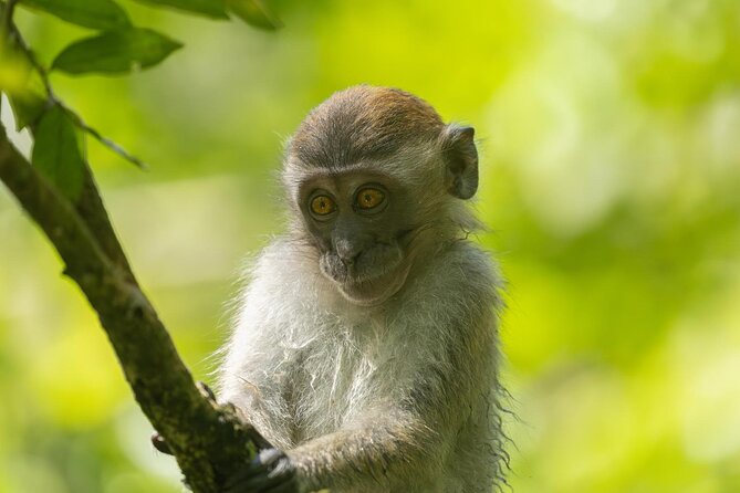 1 Day Ethical Jungle Trek in Bukit Lawang at Sumatra - Is the $93.92 price good value?