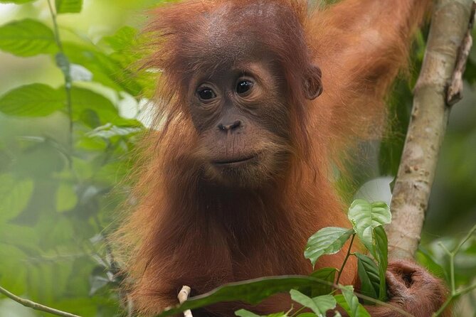1 Day Ethical Jungle Trek in Bukit Lawang at Sumatra - Booking details and timing to check