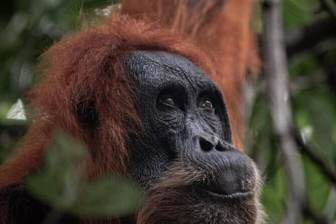 1 Day Ethical Jungle Trekking - Key things to know before you book