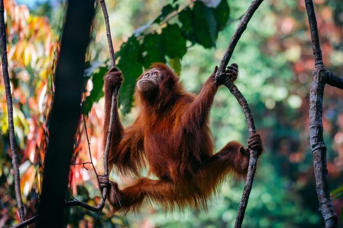 1 Day Ethical Jungle Trekking - Starting at 9:00 am in Bukit Lawang