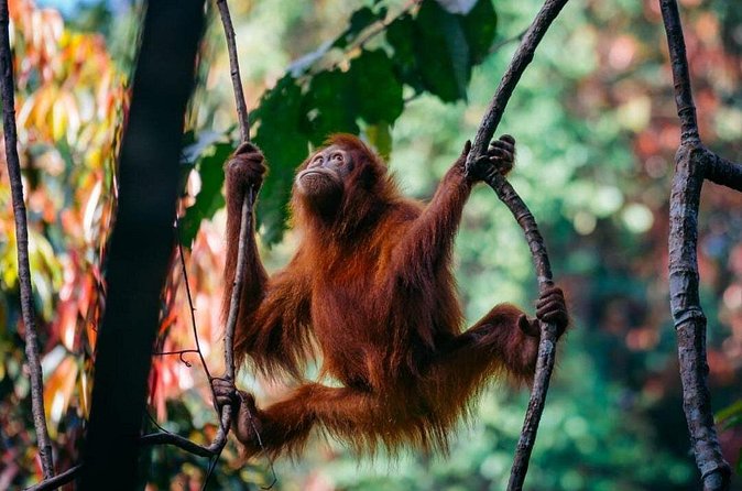 1 Day Ethical Jungle Trekking - Keeping the experience ethical
