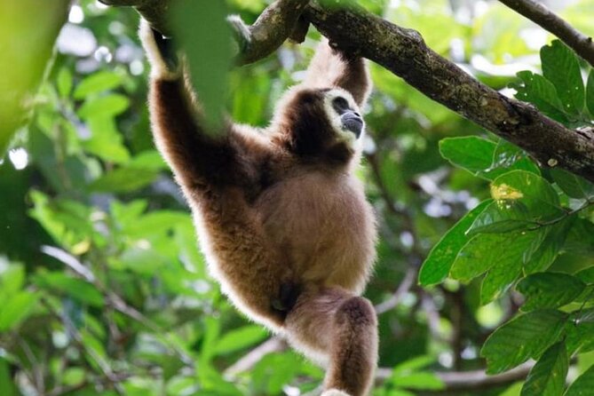 1 Day Ethical Jungle Trekking - Hiking the Gunung Leuser forest for five to six hours