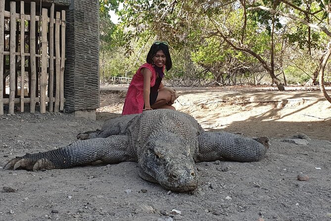 1- day Komodo island Tour hopping around by Speed Boat - Pink Beach for a short burst of color