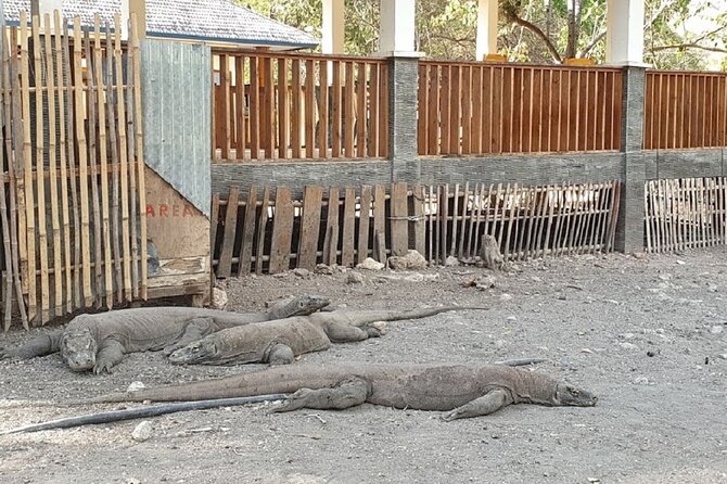 1- day Komodo island Tour hopping around by Speed Boat - What the $117 price really covers