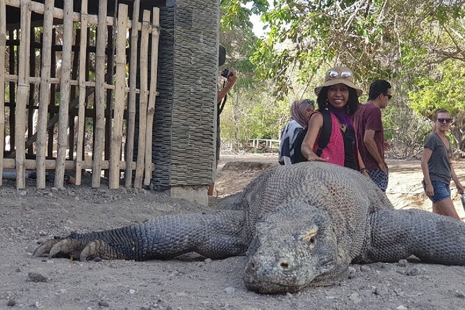 1- day Komodo island Tour hopping around by Speed Boat - Komodo Island and the ranger-led dragon walk