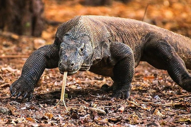 1 Day Komodo Trip by Private Fast Boat - One long day across Komodo National Park