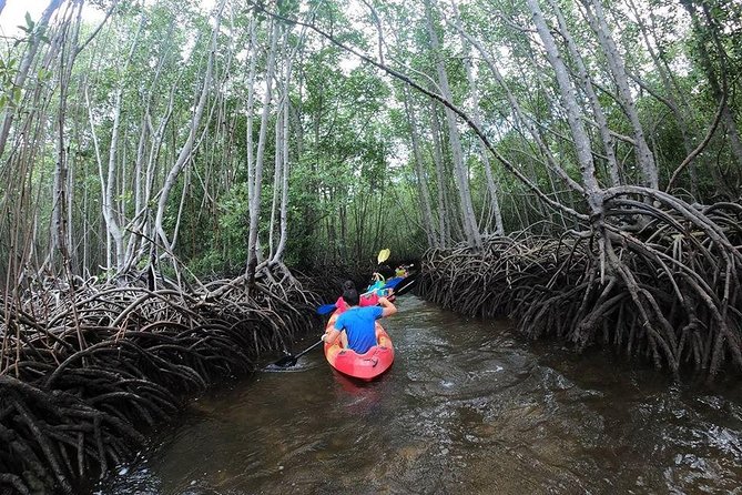 1 Hour Mangrove Tour From Lembongan with Kayak, Paddle, or Boat - Key points at a glance