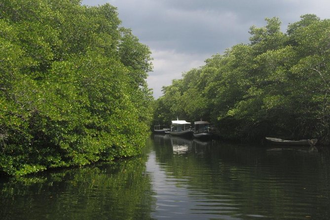 1 Hour Mangrove Tour From Lembongan with Kayak, Paddle, or Boat - A quiet hour among Nusa Lembongan’s mangroves