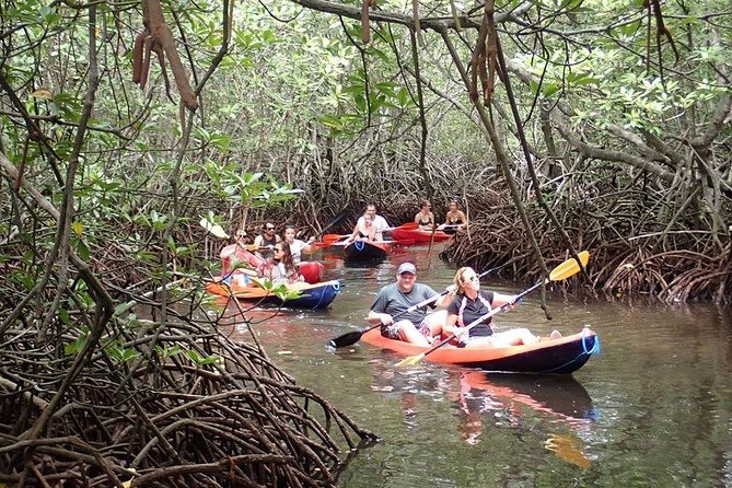 1 Hour Mangrove Tour From Lembongan with Kayak, Paddle, or Boat - Why the mangrove forest matters