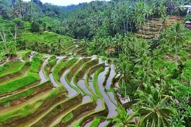 2-Day Experience Bali: Most Popular Tour - Day 1: waterfall, purification temple, and Ubud sights