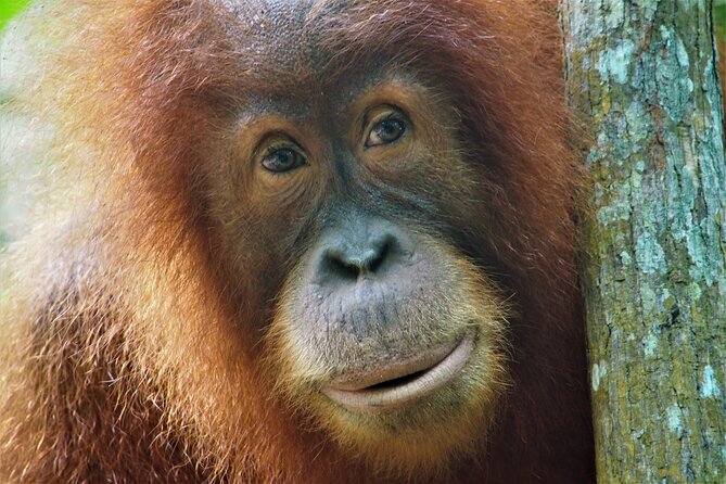2-Day Jungle Trekking & Rafting in North Sumatra - At a glance