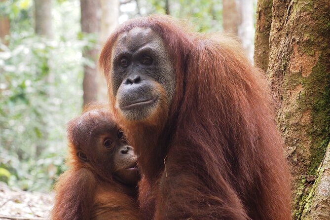 2-Day Jungle Trekking & Rafting in North Sumatra - Day two: a quieter start and a different way home