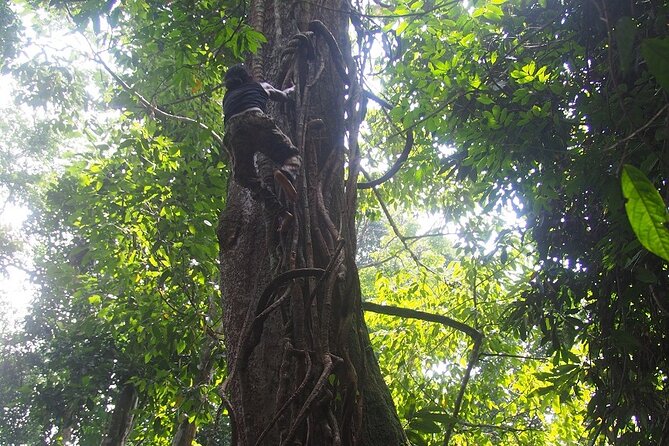 2-Day Jungle Trekking & Rafting in North Sumatra - Wildlife: what you might see