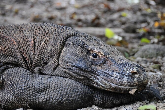 2-Day Komodo National Park and Rinca Island Wildlife Adventure from Bali - Why the dragons make this two-day trip worthwhile