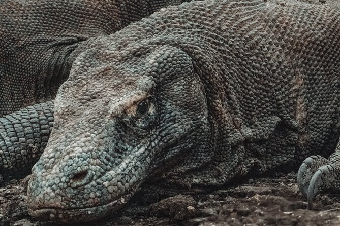 2-Day Komodo National Park and Rinca Island Wildlife Adventure from Bali - The private boat ride to Rinca Island