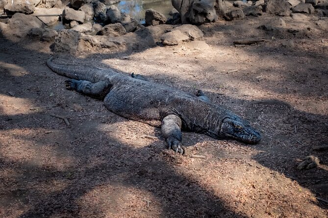 2-Day Komodo National Park and Rinca Island Wildlife Adventure from Bali - Starting from Bali and reaching Flores
