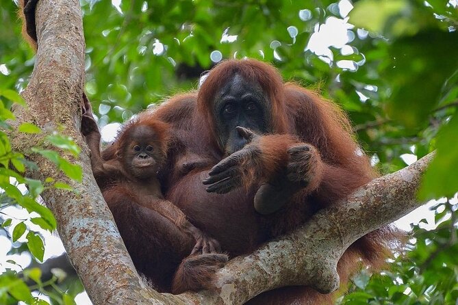2 Days 1 Night Ethical Jungle Trekking - From Bukit Lawang into Gunung Leuser National Park