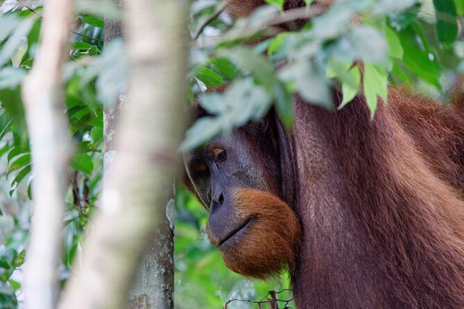 2 Days 1 Night Ethical Jungle Trekking - Day two: plants, forest knowledge, and the route home
