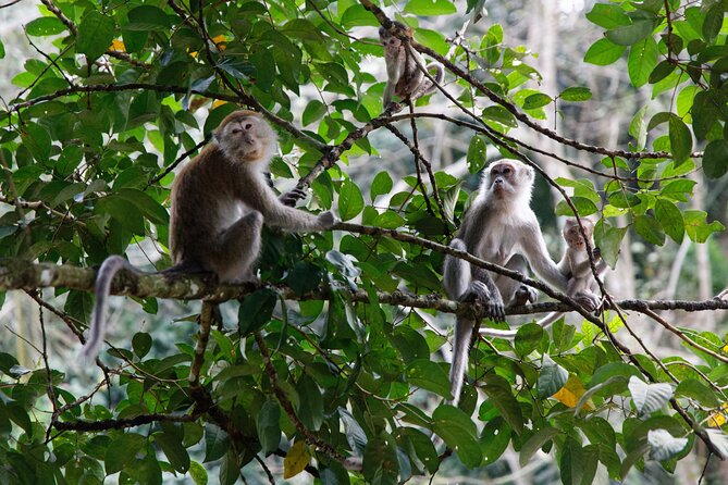 2 Days 1 Night Ethical Jungle Trekking - What the $207.79 price includes