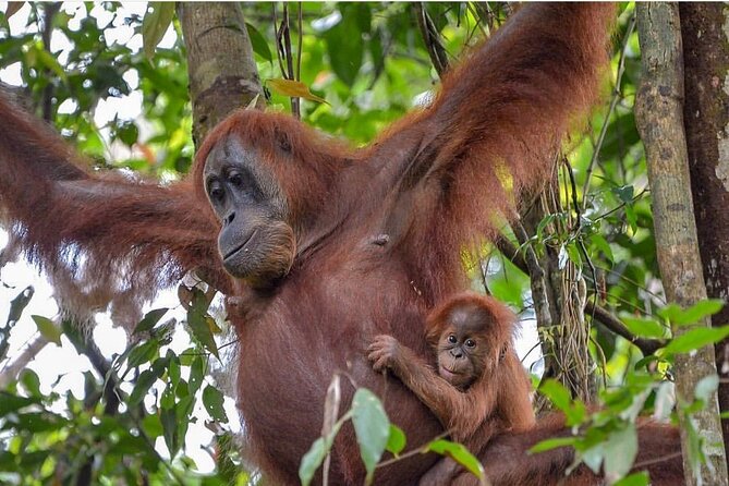 2 Days 1 Night Ethical Jungle Trekking - Who should book this jungle trek