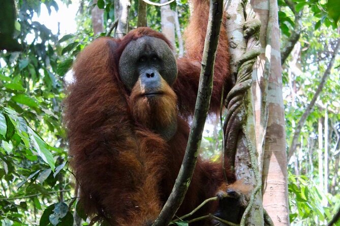 2 Days 1 Night in THE JUNGLE Mount Leuser ( See ORANGUTAN) - Key things to know before entering the forest