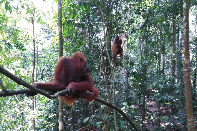 2 Days 1 Night in THE JUNGLE Mount Leuser ( See ORANGUTAN) - What the $154.80 price includes