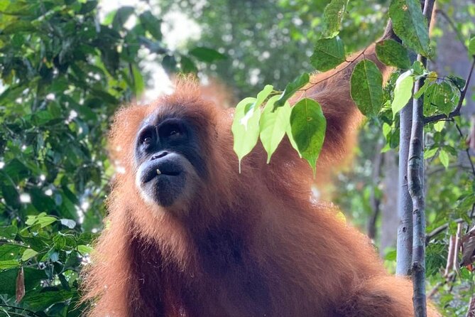 2 Days 1 Night in THE JUNGLE Mount Leuser ( See ORANGUTAN) - How hard is the 2-day route?