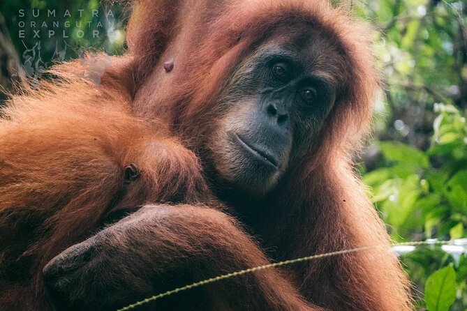 2 Days and 1 Night Ethical Jungle Trek - Key points before you book
