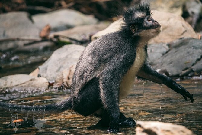 2 Days and 1 Night Ethical Jungle Trek - Day two: breakfast, more wildlife, and the river ride home