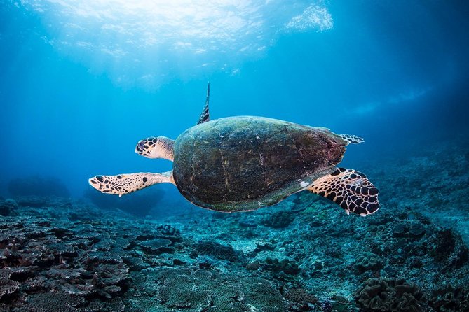 2 Days Discover Scuba Diving in Nusa Lembongan - Scuba Initiation - Is $151.01 good value?