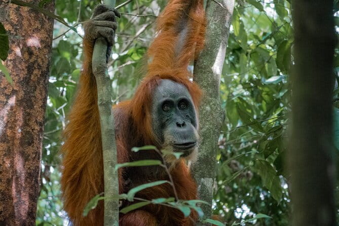 2 Days Ethical Jungle Trek in Sumatra - Key points to know before you book