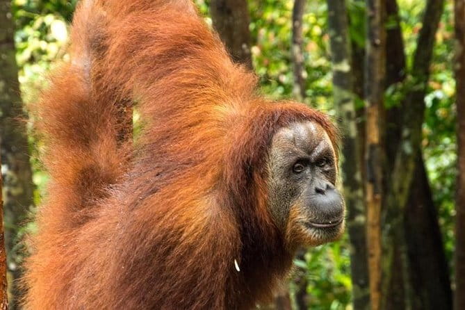 2 Days Ethical Jungle Trek in Sumatra - The second day and the river jungle taxi