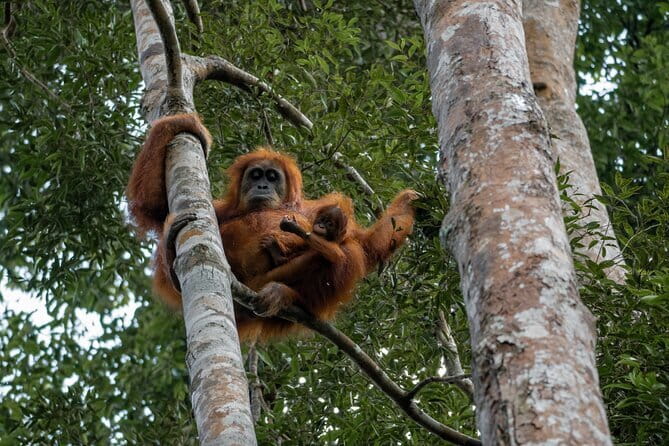 2 Days Ethical Jungle Trek in Sumatra - The guides are a major part of the experience