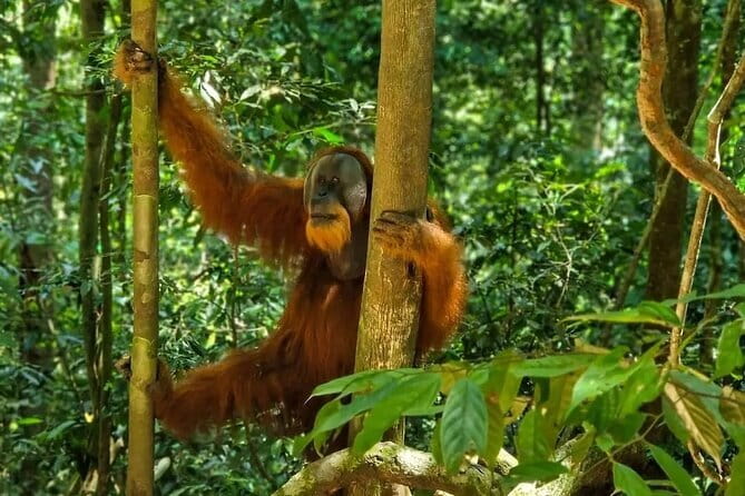 2 Days Ethical Jungle Trek in Sumatra - What the $157.05 price really covers
