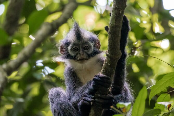 2 Days Ethical Jungle Trek in Sumatra - Starting at 9:00 am in Bukit Lawang