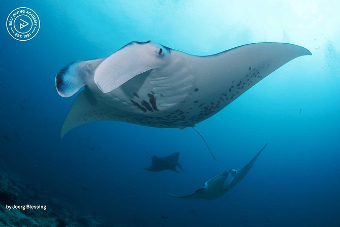 2 or 3 dives in Nusa Lembongan and Penida, for certified diver (in Lembongan) - Key points for choosing this Nusa Lembongan trip
