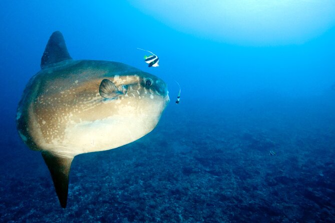 2 or 3 dives in Nusa Lembongan and Penida, for certified diver (in Lembongan) - Lunch makes the surface interval easier