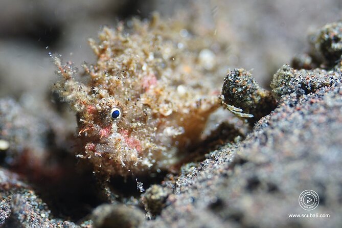 2 or 3 dives in Nusa Lembongan and Penida, for certified diver (in Lembongan) - What is included, and where costs can rise