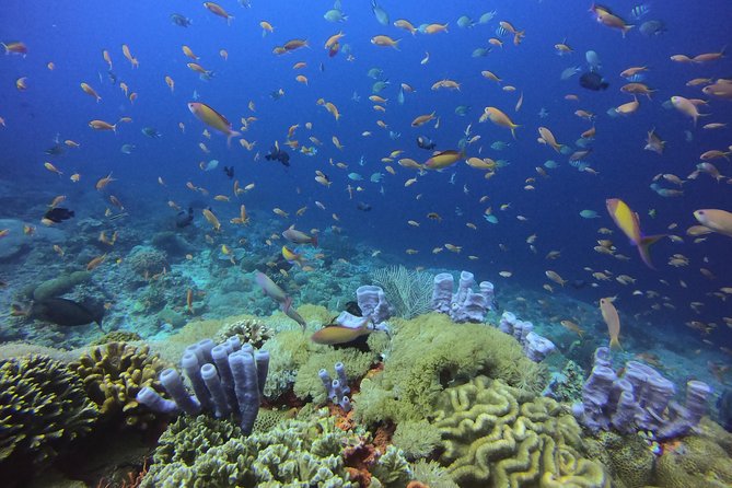 2 or 3 dives in Nusa Lembongan and Penida, for certified diver (in Lembongan) - Gamat Bay offers a flexible third session