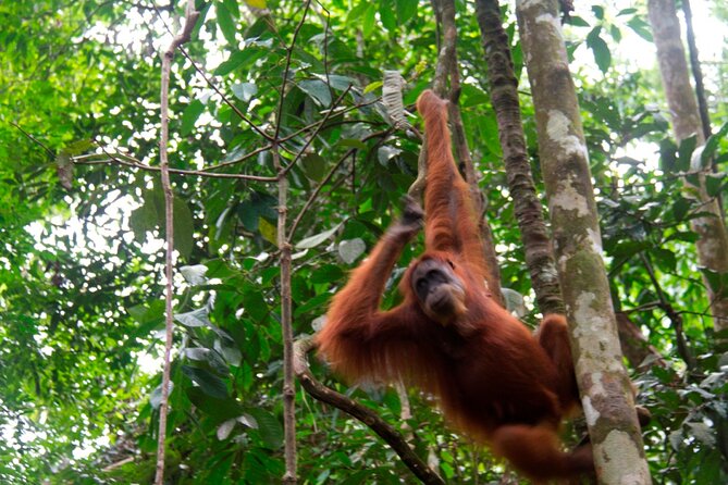 2D1N Jungle Trek | 2 Night accommodation | Pick up and drop off - Day 1: Medan to Bukit Lawang by road