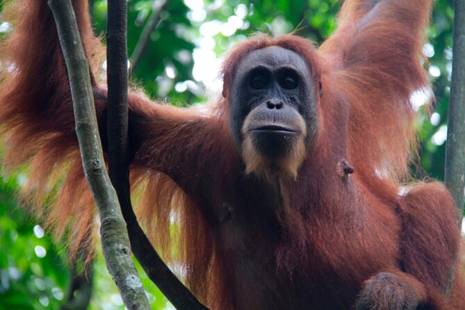 2D1N Jungle Trek | 2 Night accommodation | Pick up and drop off - Camp life beside the river