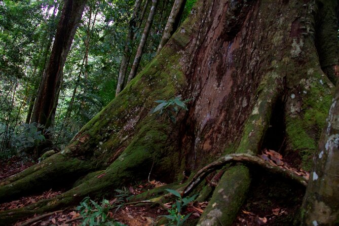 2D1N Jungle Trek | 2 Night accommodation | Pick up and drop off - Day 4: Return to Medan or the airport