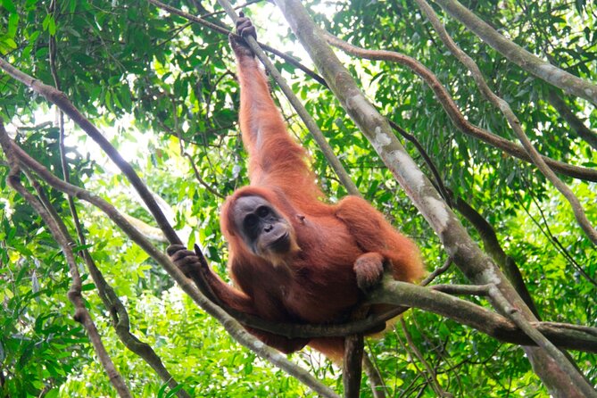 2D1N Jungle Trek | 2 Night accommodation | Pick up and drop off - Days 2 and 3: Walking into Gunung Leuser National Park