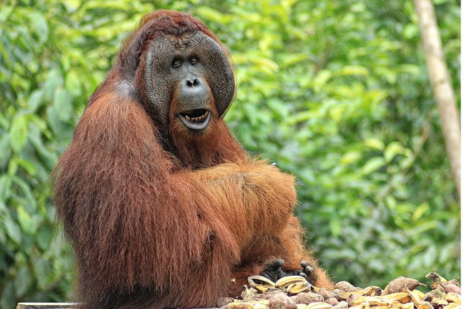 2Ns Orangutan Kelotok Tour in Tanjung Puting Kalimantan - Borneo - Day three: returning through the forest to Pangkalan Bun