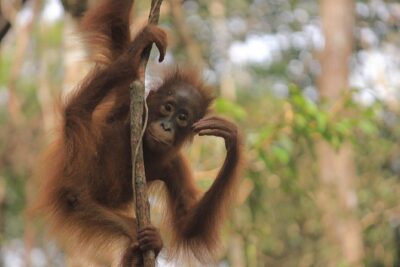 2Ns Orangutan Kelotok Tour in Tanjung Puting Kalimantan – Borneo