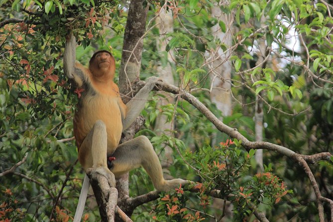 2Ns Orangutan Kelotok Tour in Tanjung Puting Kalimantan - Borneo - Food, drinks, and daily comfort on board