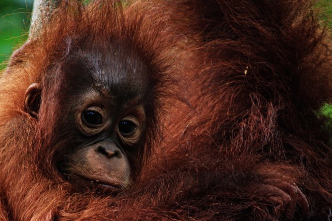 2Ns Orangutan Kelotok Tour in Tanjung Puting Kalimantan - Borneo - Who will enjoy this trip most