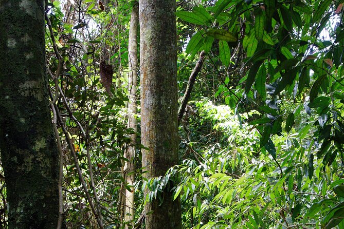 3-Day Bukit Lawang Tour Including 1-Day Ethical Jungle Trekking - The long road from Medan to Bukit Lawang